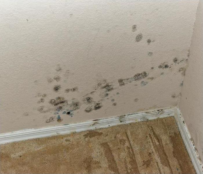 mold spots on a cream wall
